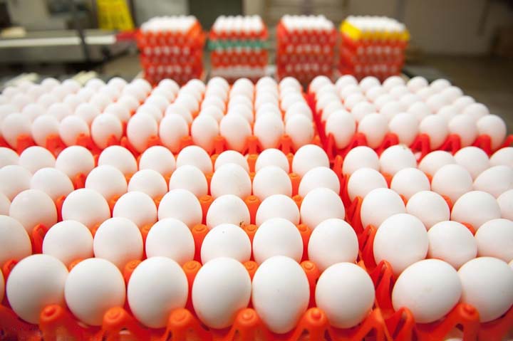 sorted and well-packed eggs