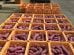 Sweet potato processing