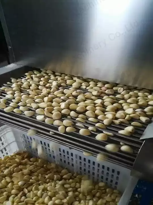 Garlic cloves being peeled on a commercial garlic peeling machine conveyor