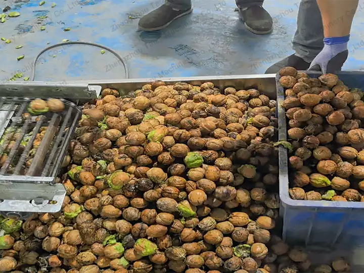 fresh walnut peeling