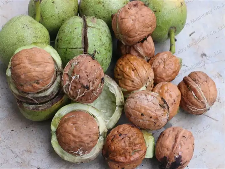green walnut peeling