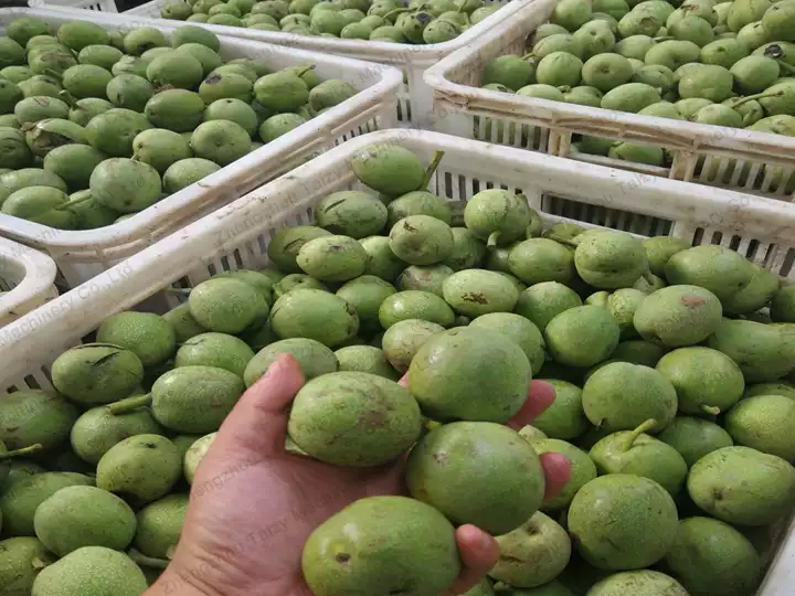 walnut farms
